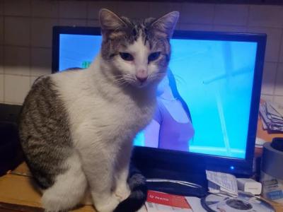 Guero - Domestic - Gallery Photo #1