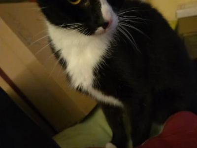 Alice - Domestic - Gallery Photo #1