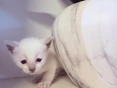 Pink Collar Siamese - Siamese - Gallery Photo #1