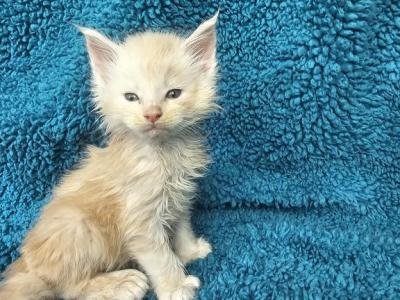 Eitan - Maine Coon - Gallery Photo #1