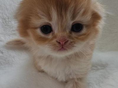 Martin - Scottish Fold - Gallery Photo #1