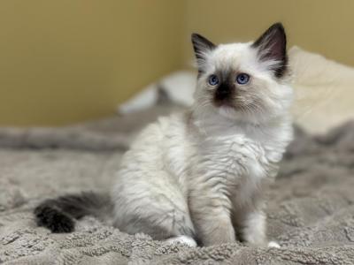 Sage - Ragdoll - Gallery Photo #1