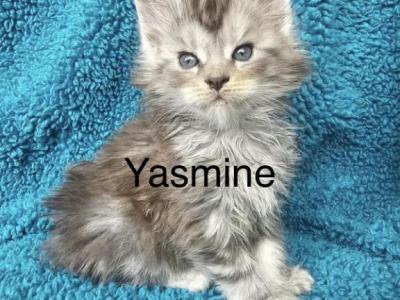 Yasmine - Maine Coon - Gallery Photo #1