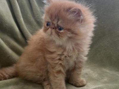 Cfa Extreme Red Tabby Male - Persian - Gallery Photo #1
