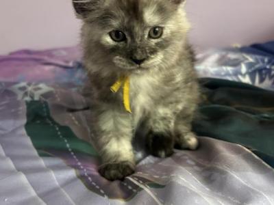 Hope Silver Torbi - Maine Coon - Gallery Photo #1