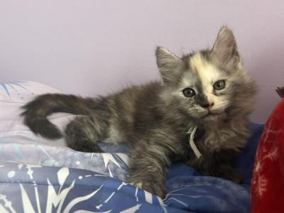 Hazel Silver Torbi - Maine Coon - Gallery Photo #1