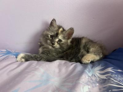 Harmony Sliver Torbi - Maine Coon - Gallery Photo #1