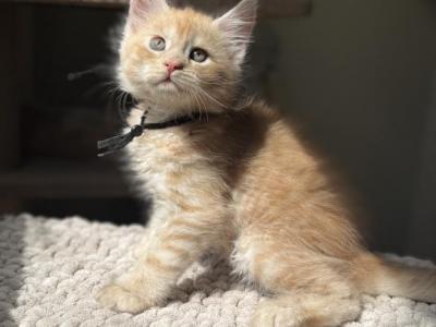 Foxy - Maine Coon - Gallery Photo #1