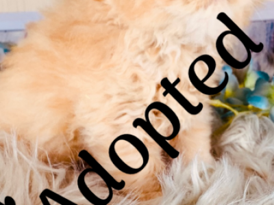 Garfield - Persian - Gallery Photo #1