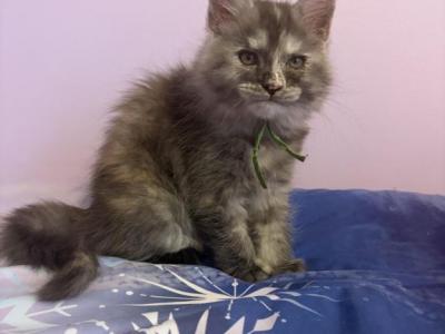 Harley Silver Torbi - Maine Coon - Gallery Photo #1