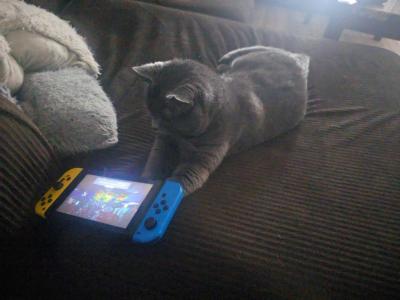 Onyx - Domestic - Gallery Photo #1