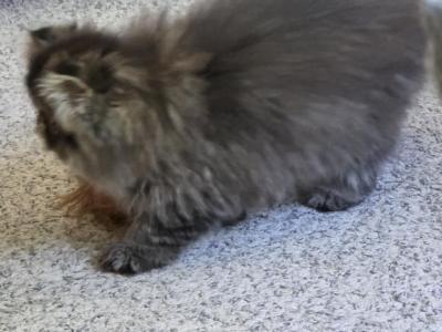 Sassy - Persian - Gallery Photo #1