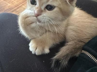 Purrsey Jr - Scottish Fold - Gallery Photo #1