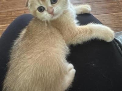 Purrsey Jr - Scottish Fold - Gallery Photo #1