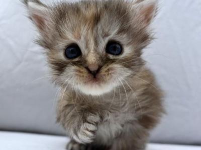 Polydactyl Black Silver Maine Coon - Maine Coon - Gallery Photo #1