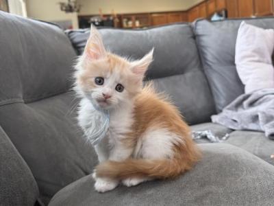 Sky - Maine Coon - Gallery Photo #1