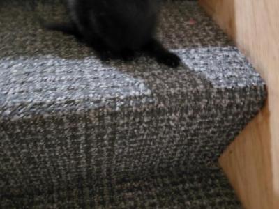 Kittens - Siamese - Gallery Photo #1