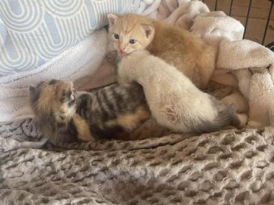Patches Baby - Domestic - Gallery Photo #1