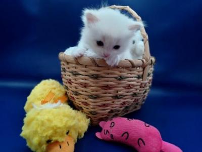 Lilly's Flame Point Boy - Ragdoll - Gallery Photo #1