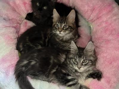 Cleopatra's Litter - Maine Coon - Gallery Photo #1