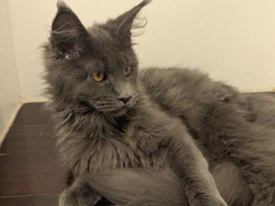 TICA Registered Male - Maine Coon - Gallery Photo #1