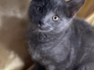 Fabio - Russian Blue - Gallery Photo #1