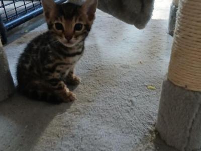 Stanley Bengal - Bengal - Gallery Photo #1