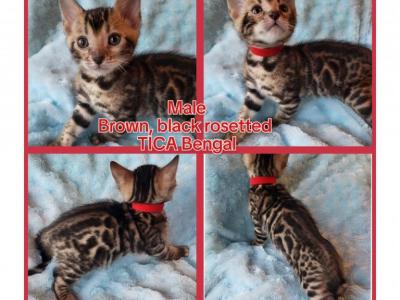 TICA Registered Bengals - Bengal - Gallery Photo #1