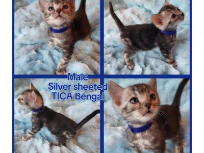 TICA Registered Bengal Male - Bengal - Gallery Photo #1