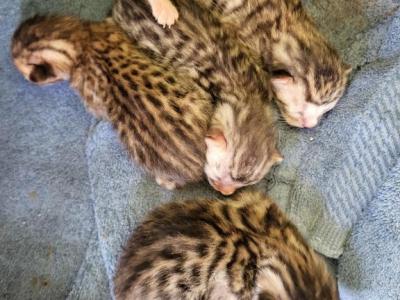 Bengalese - Bengal - Gallery Photo #1