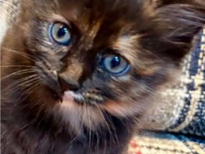 Spice - Maine Coon - Gallery Photo #1