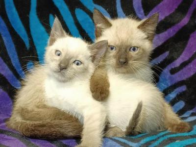 2 Boy Siamese Kittens - Siamese - Gallery Photo #1