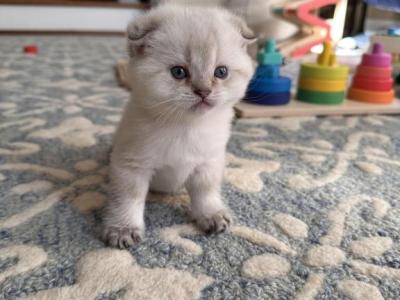 Scottish Fold Male Kitten - Scottish Fold - Gallery Photo #1