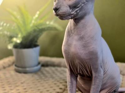 Tiger - Sphynx - Gallery Photo #1