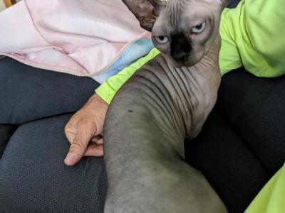 Darla - Sphynx - Gallery Photo #1