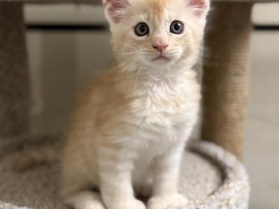 Red - Maine Coon - Gallery Photo #1