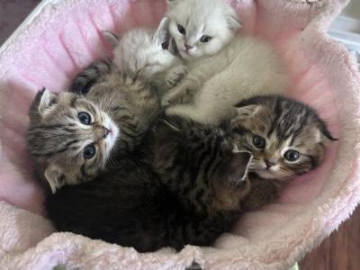 Scottish Fold Straight - Scottish Fold - Gallery Photo #1
