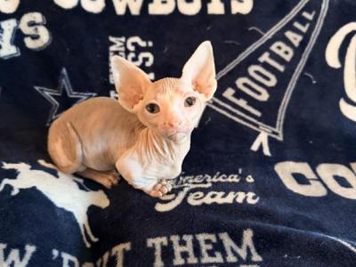 Baby Yoda - Bambino - Gallery Photo #1