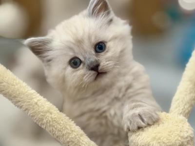 Blue Point Lynx Mink - Ragdoll - Gallery Photo #1