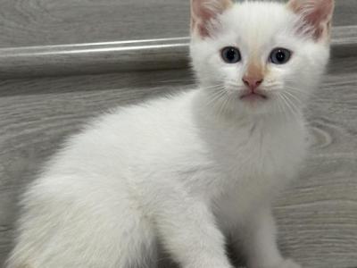 Ollow Mix Ragdoll & Blue Calico - Ragdoll - Gallery Photo #1