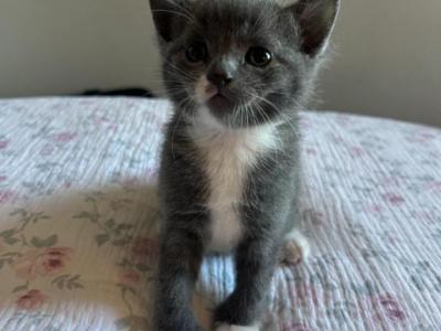 Blue - Domestic - Gallery Photo #1