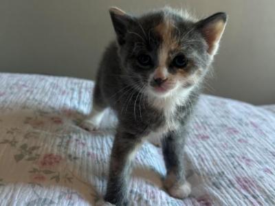 Mini - American Shorthair - Gallery Photo #1