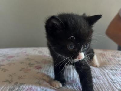Chase - American Shorthair - Gallery Photo #1