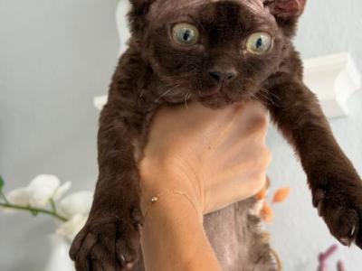 Devon Rex Chocolate - Devon Rex - Gallery Photo #1
