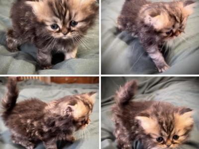 Darla Litter E - Persian - Gallery Photo #1