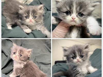 Darla Litter Eli - Persian - Gallery Photo #1
