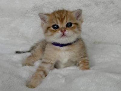 Tigers - Scottish Straight - Gallery Photo #1