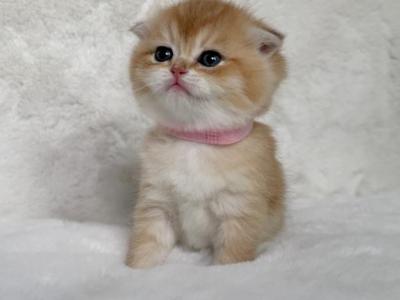 Princess - Scottish Fold - Gallery Photo #1