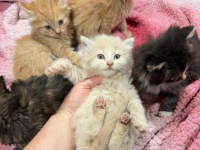 Persian Ragdoll Kittens Cheap - Persian - Gallery Photo #1