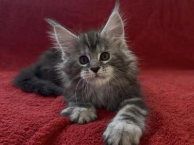 Dino - Maine Coon - Gallery Photo #1